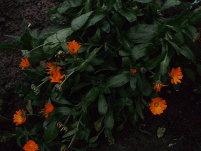 neven- lat. Calendula officinalis L.- asteraceae